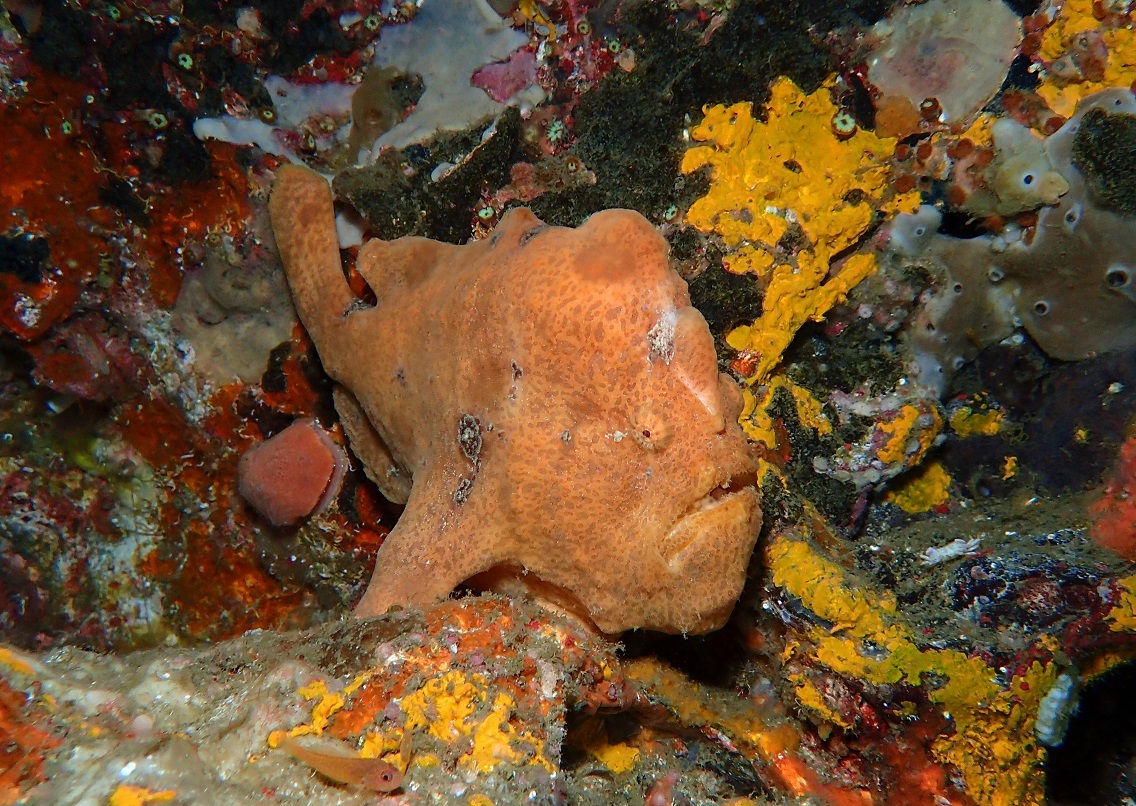 Frog fish