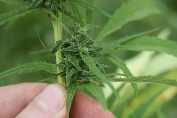 konopljaCBD foto David Udovič