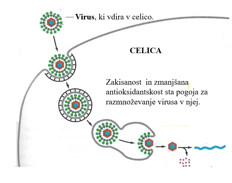 Virus-razmnoževanje-slika 2
