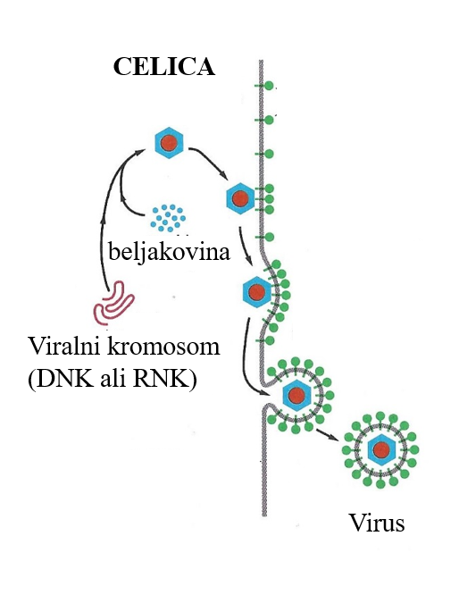 Virus - nastajanje - slika 1